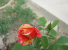 Trandafiri 02