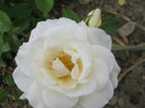 Trandafiri 06