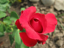Trandafiri 09