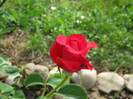 Trandafiri 15