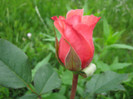 Trandafiri 28