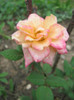 Trandafiri 36