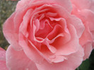 Trandafiri 41
