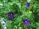 impreuna cu o floricica "The President"