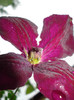 C. viticella "Royal Velours"