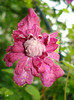 C. viticella "Purpurea Plena Elegance"