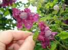 DSC03445