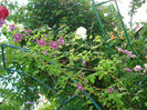 DSC03454