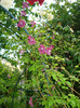 DSC03453