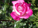 DSCN4223