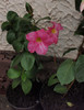 dipladenia roz dianadia