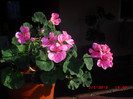 CIMG9139