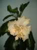 DSC03074
