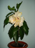 DSC03075