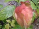 beloperone