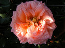 Albrecht Durer