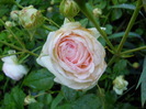 edenrose