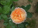 Parfum d'Orleans