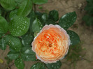 Parfum dOrleans