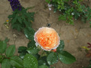 Parfum dOrleans