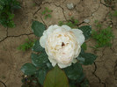 Rose Optimiste
