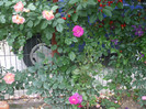 flori 2012 687