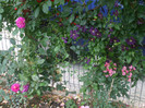 flori 2012 688