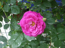 Violette Parfumee