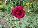 DSCN0461