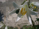 CIMG5489