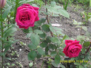 SDC11988