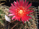 Parodia suprema