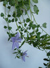 campanula mov lila