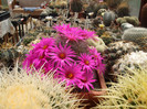 DSCF0798