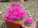 DSCF0766
