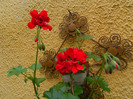 DSCN8053