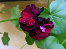 DSCN8054