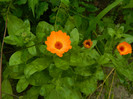 DSCN8068