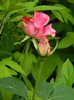DSCN8077