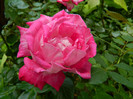 DSCN8081