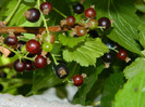 DSCN8094