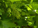 DSCN8096