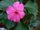 DSCN8097