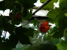 DSCN8105