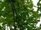 DSCN8132