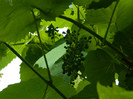 DSCN8134