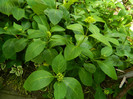 DSCN8138