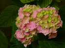 DSCN8145