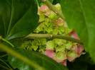 DSCN8146