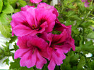 DSCN8164